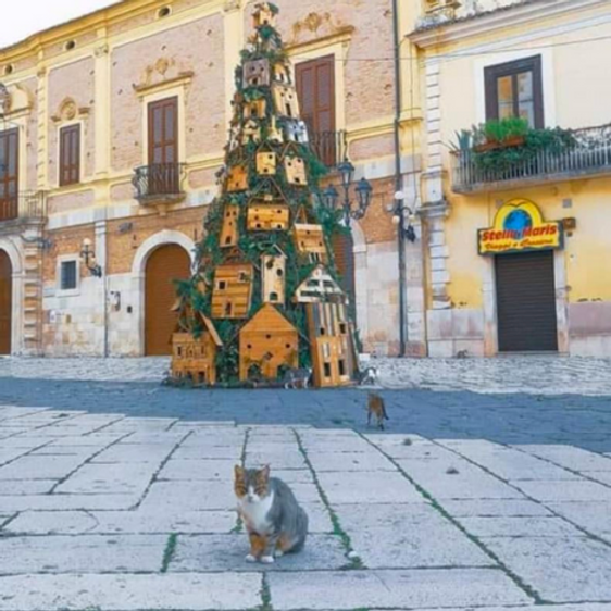 Cats claim Christmas Tree As Their Own image 1