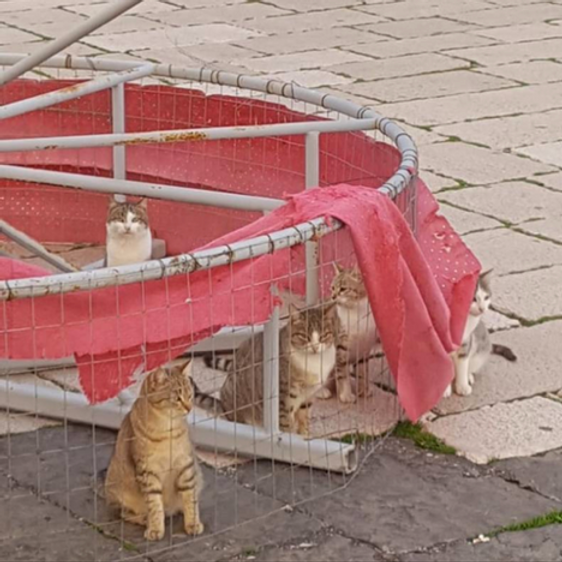 Cats claim Christmas Tree As Their Own image 2