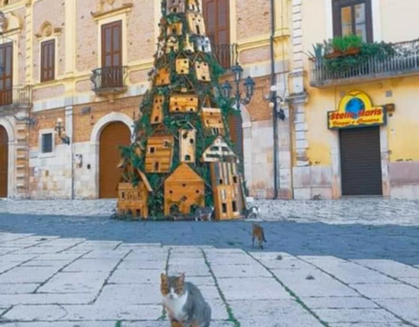 Cats claim Christmas Tree As Their Own