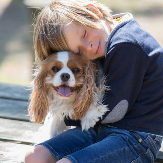 Dogs can be stressed when hugged image 2