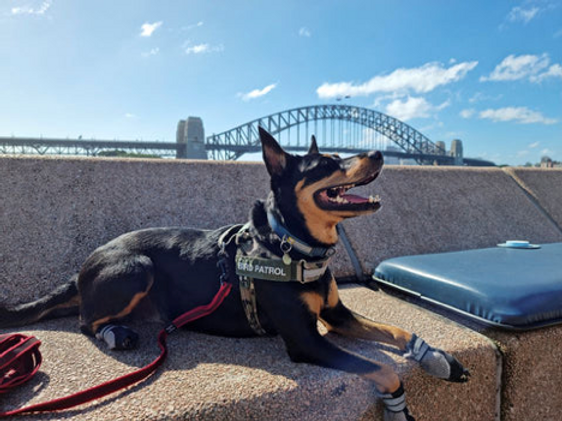 Dogs hired to keep seagulls away from Sidney's opera house