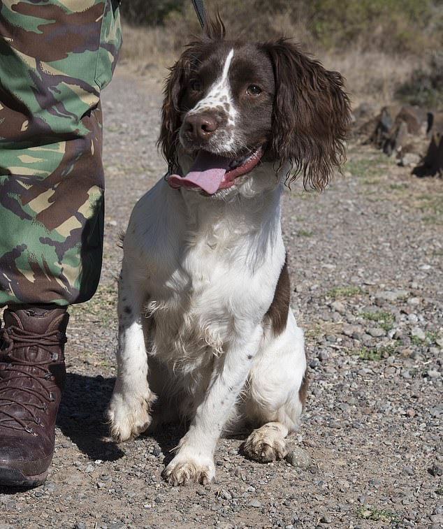 English Springer Spaniel fights off poachers