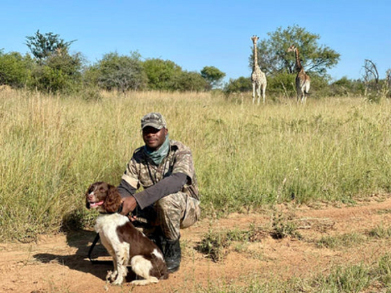 English Springer Spaniel fights off poachers image 2