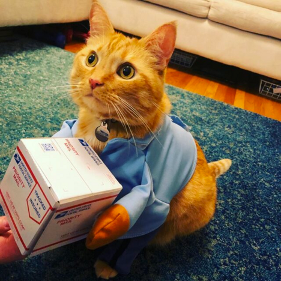 Failed experiment; Cats delivering mail image 1