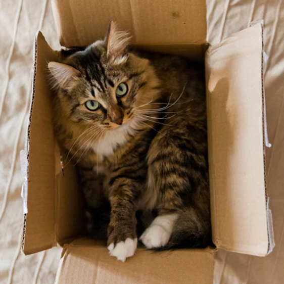 Failed experiment; Cats delivering mail image 2