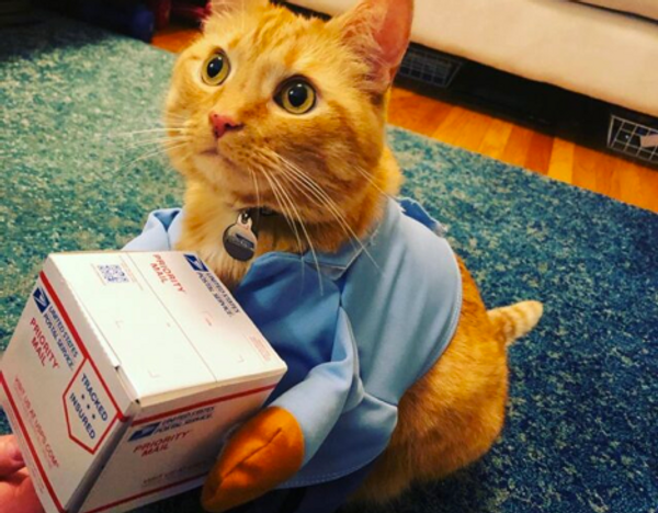 Failed experiment; Cats delivering mail