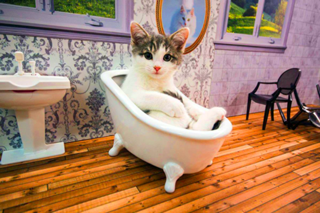 Keeping up with the Kattarshians image 1