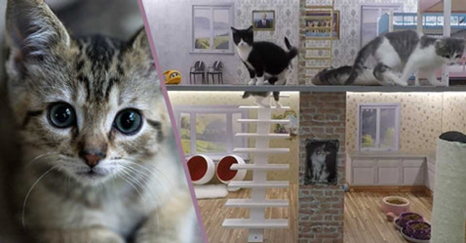 Keeping up with the Kattarshians image 2