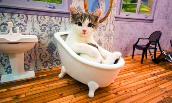Keeping up with the Kattarshians
