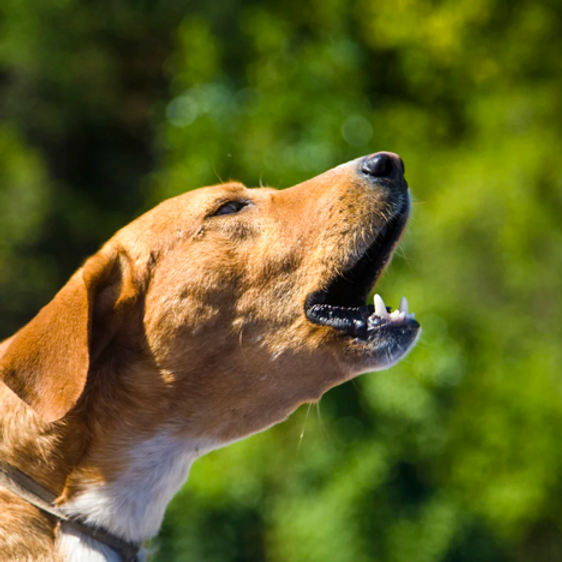 Annoyed by a neighbor's barking dog, a man recorded and played it back at full volume. image 1
