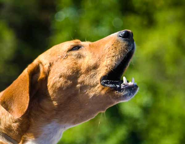Annoyed by a neighbor's barking dog, a man recorded and played it back at full volume.