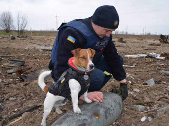 Meet Patron, the Jack Russell Terrier, sniffing out Russian mines in Ukraine image 2