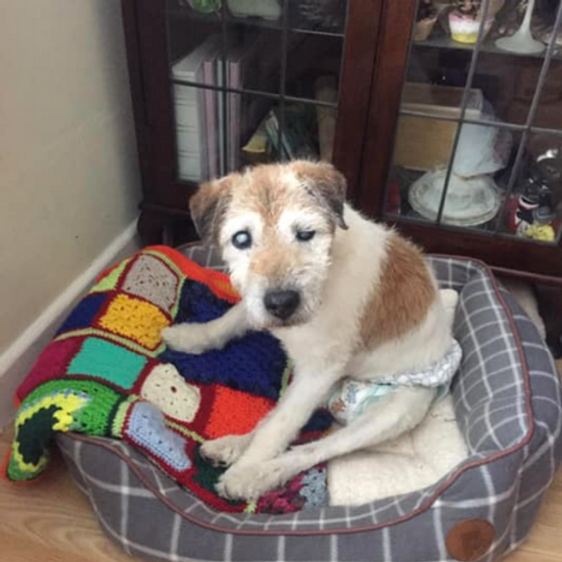 Retired Nurse Opens Hospice For Dogs image 1
