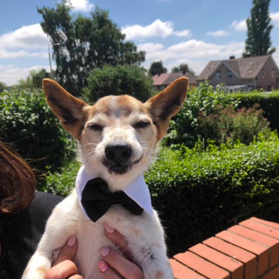 Retired Nurse Opens Hospice For Dogs image 2