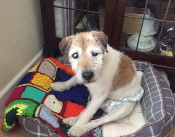 Retired Nurse Opens Hospice For Dogs