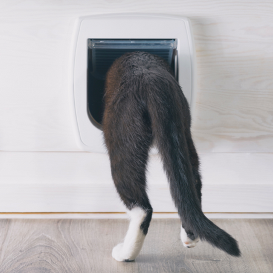 Sir Isaac Newton and the Cat Door image 2