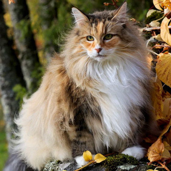 The Norwegian Forest Cat Origins. image 1