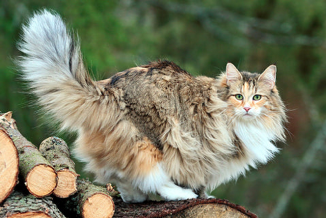 The Norwegian Forest Cat Origins. image 2