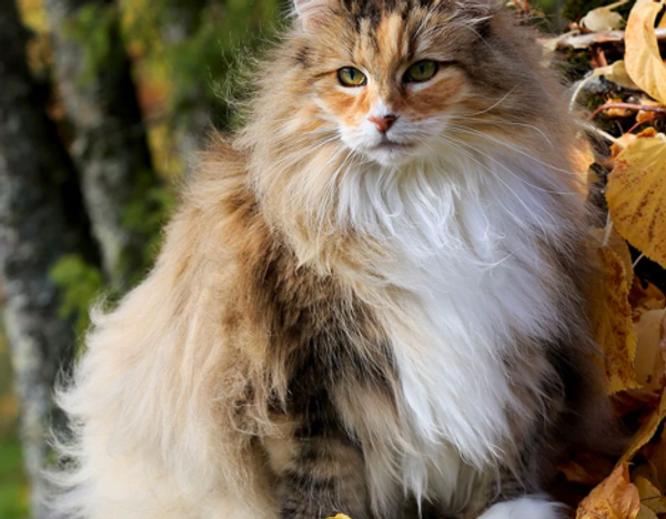 The Norwegian Forest Cat Origins.