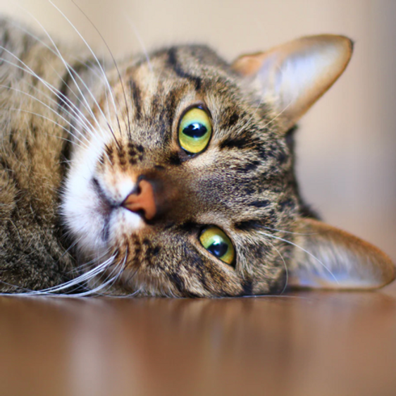 The origins of the Tabby cat name image 1