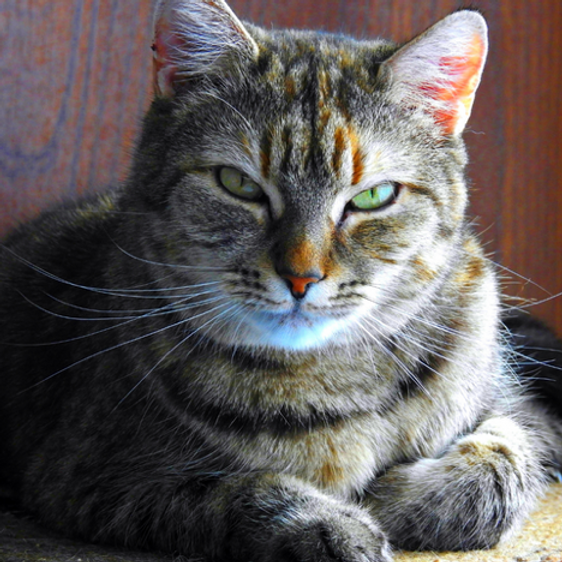 The origins of the Tabby cat name image 2