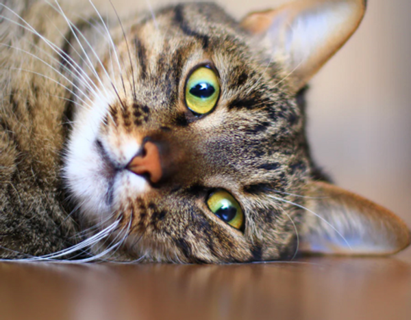 The origins of the Tabby cat name