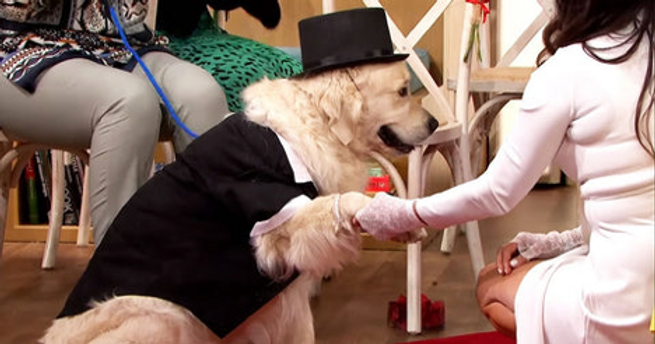 Woman marries her dog after giving up on dating image 2