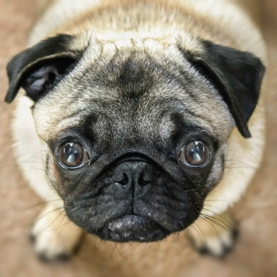 Your dog really does understand what you are saying. image 1