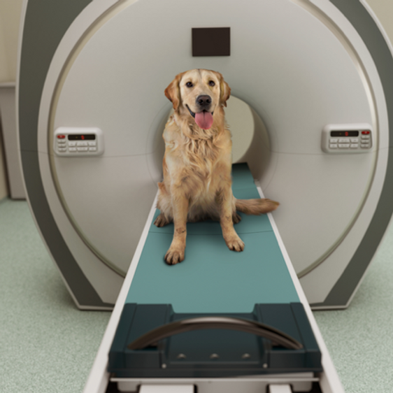 Your dog really does understand what you are saying. image 2