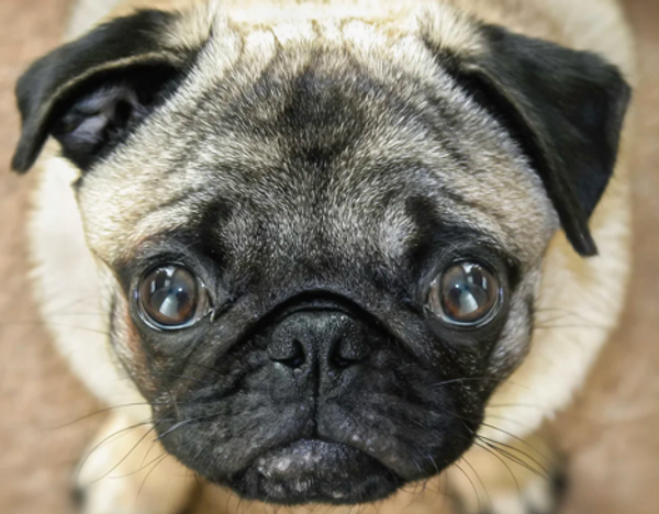 Your dog really does understand what you are saying.